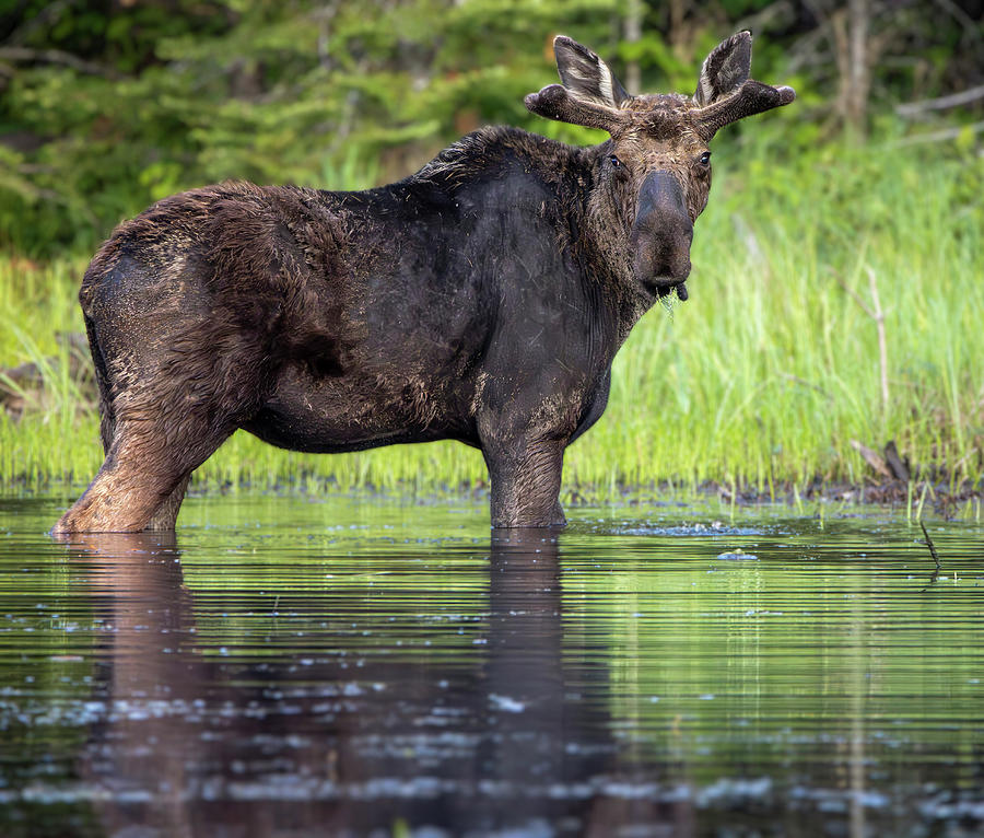 Moose standing in shallow water with its reflection along the Gunflint Trail by Dan Sproul
